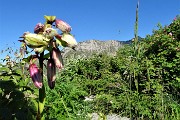 16 Giglio martagone (Lilium martagon) in bocciolo
